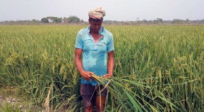 বাগেরহাটে কারেন্ট পোকার আক্রমণে দিশেহারা কৃষক